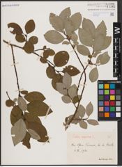 Foto von Salix caprea L.